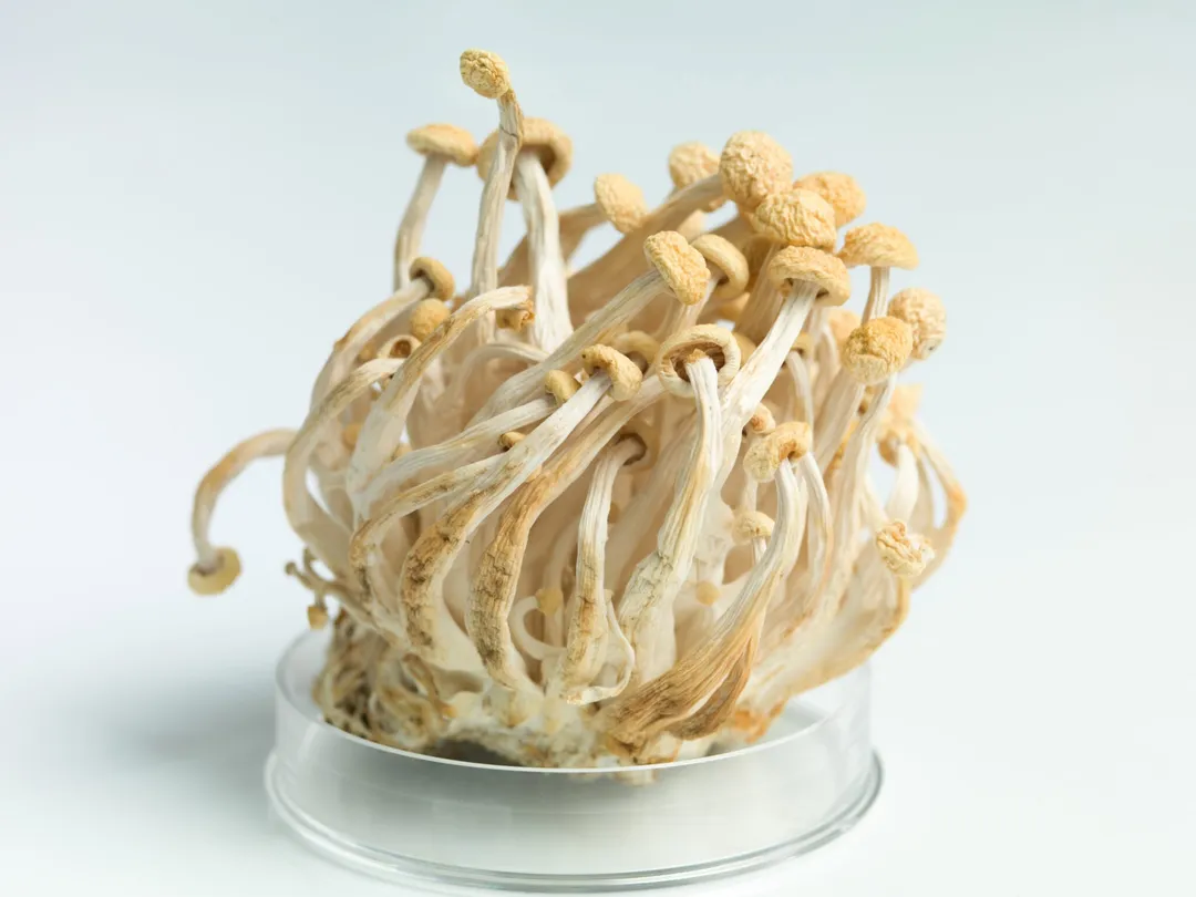 Enoki Mushrooms Recalled After Listeria Discovered
