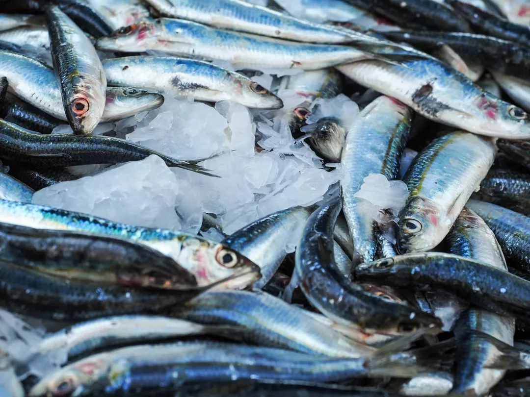 Actualización de un abogado de salmonela: Más de 100 casos de salmonela vinculados a una compañía de mariscos en Colorado.